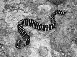 Zebra Moray - caught out in the open. by Glenn Poulain 